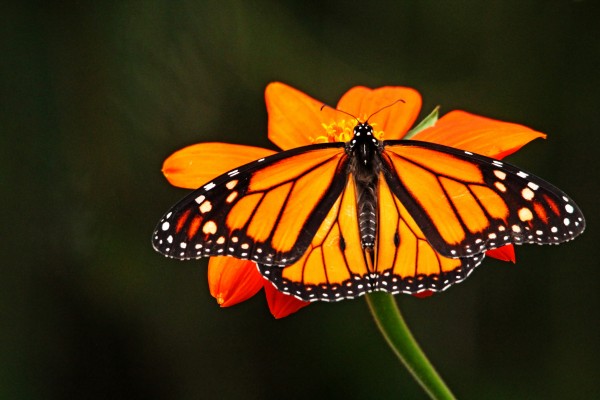 Monarch With Wings Wide Open by Deb Oppermann
